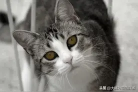 “猫胡子”剪不得，5种移动形态表露猫咪不同心声，你去捏过吗？图片