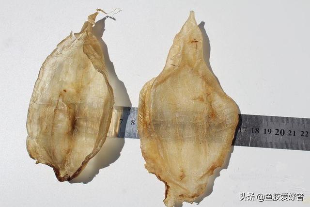 一个月吃几次鱼胶最好 2026年鱼胶对女性子宫的功效