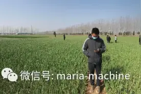 收获季节——玛丽亚大蒜收获机为蒜农服务图片