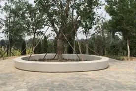 8年前培育原生丛生元宝枫的人，今天暴富了吗？图片