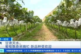 天水一周内连续四次登录央视！图片