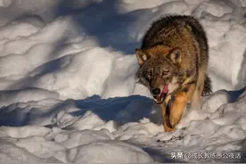愚公夜话：撒谎不等于欺骗，你信吗？图片