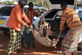猎豹进村偷吃家畜，被村民追了7公里，最终累瘫被生擒图片