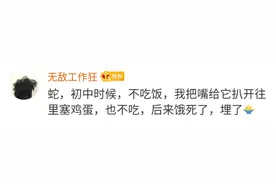 你都养过什么神奇（sha雕）的东西当宠物？图片