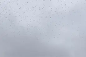 网传“成都上空飞过成群不明飞鸟” 专家：不是蝗虫，是椋鸟迁徙图片
