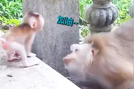 猴子妈妈教小猴子下台阶 耐心鼓励眼神温柔 网友：我还不如一只猴图片