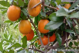 一棵树为啥能卖500元，不仅仅可观赏，生活中还有妙用图片