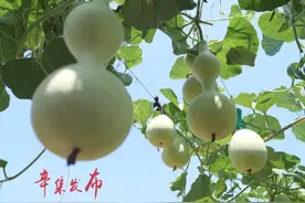 小辛庄乡：你的葫芦里究竟卖的什么药？！图片