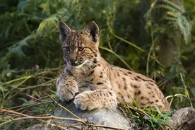 雄性大猞猁的压迫力：逼狼群到森林边缘产子，不敢睡露天狼窝图片