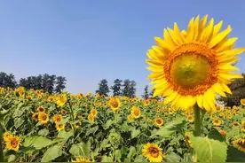 京南有一片隐秘的向日葵花海怒放！还可以逛逛人少景美的纪念公园图片