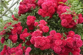 一棵木香花，爬成一面墙，开成花瀑布，“流淌着”到处都是花海图片
