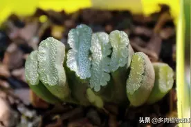 小小玉扇成长记录，春天它们生长大加速图片