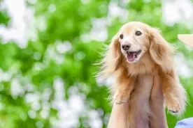 貌似相同，谬之千里—「you dog！」｢君は犬だ！｣「你是狗！」图片