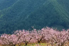 航拍 | 春暖花开  这里十里桃花等你来赏！图片