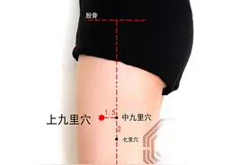 中医健康养生之人体腿部穴位中九里穴图片
