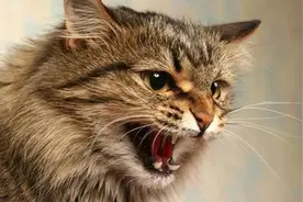 关于猫咪发情的那些羞羞事，养猫必读图片