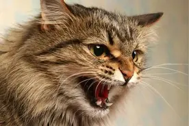 关于猫咪发情的那些羞羞事，养猫必读图片
