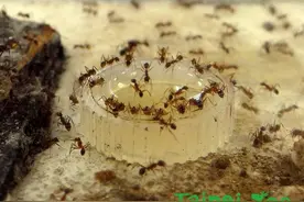 蚂蚁是装忙专家？　动保员：有的没做任何事图片
