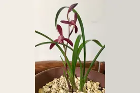 兰花总烂根，注意这3个养护小细节，兰香浓郁，一年开花多次图片