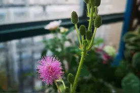 含羞草开花了图片