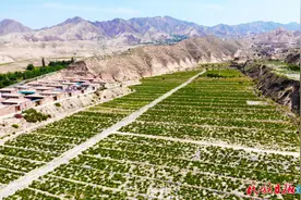 甘肃永靖：贫瘠土地盛开金银花图片