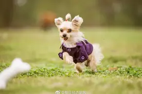 科学家研究出人狗年龄对应公式：1岁的狗相当于人类31岁图片