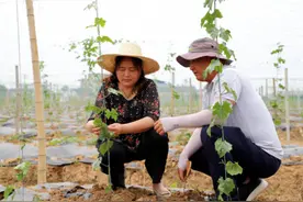 郑蒲港白桥镇红旗村：抓实产业扶贫 打造"电商+消费扶贫"新模式图片