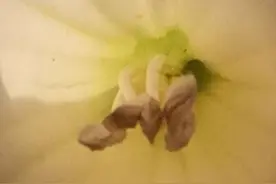 徒手治疗大师胡寿晃两则病案，和胡师在肌筋膜痛疼的最新研究方向图片