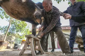 农村七旬老人，一生干了一种职业给牲口剪趾甲，行车30里上门服务图片