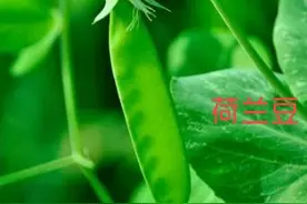 关于蚕豆病患儿能不能吃荷兰豆图片