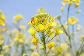 2020年我国多批次食用油进口被检出未经批准的转基因成分图片