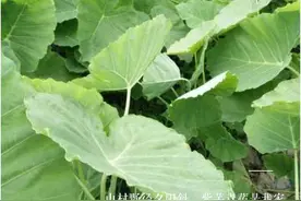 广西地区特色：不一样的“酸辣芋苗”酸酸辣辣一碗稀饭干到底图片
