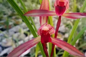 此兰曾标价2万一苗，复色花瓣，花杆水红，是“十大红素”之首图片