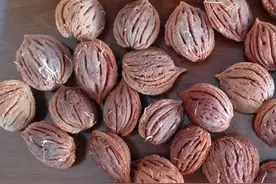吐鲁番出土晋唐时期桃核 千年前这里就在栽培桃树图片