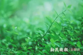 晨读｜池塘生春草图片