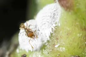 夏季各种植物花卉都容易感染蚧壳虫，要怎么防治？图片