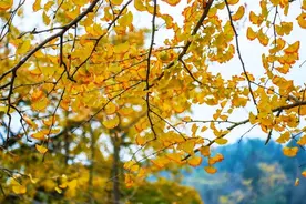 粤北秋日限定！2000多株银杏已黄透，红火枫叶陆续上线...图片