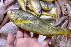 沿海8种不常见的海鲜，便宜的不到8块，全都是不错的下酒菜图片