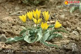 “老鸹蒜”——带你认识新疆独有的野生郁金香图片