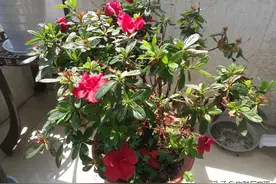 庚子四月初四，来阳台上看看杜鹃花、石竹和长寿花图片