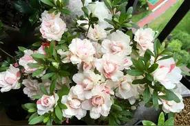 杜鹃花盆栽的叶子快掉光了，夏季给杜鹃花洗根能存活吗？图片