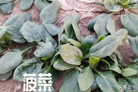 秋菠菜适宜什么时候种植？怎样种植菠菜，产量高，质量优图片