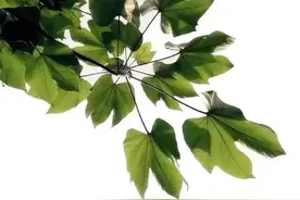 梧桐，正宗的图片