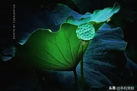 手机如何拍出“夏荷”意境美？这7招收好了图片