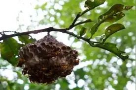 “熊孩子”兄妹俩误捅马蜂窝，被蛰的亲妈都认不出来，网友：真牛图片
