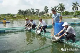 新苗入塘！广东省农业技术推广中心对2021水产上报新品种开展养殖测试图片