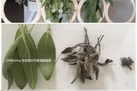 生态护牙有妙招，这种草还能这么用？网友都说天然的就是妙图片