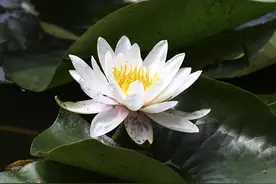安徽合肥：包公园睡莲盛开喜迎游客图片