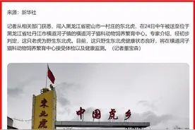 “完达山一号”前途未卜！其所在饲养繁殖中心曾被曝售卖虎骨酒图片