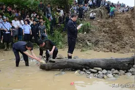 农村河里发现的乌木，别占为己有，还是接受500元和一面锦旗为妥图片